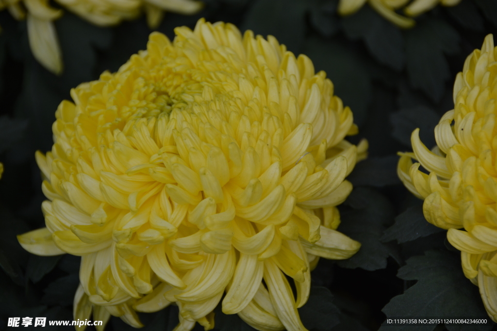 菊花