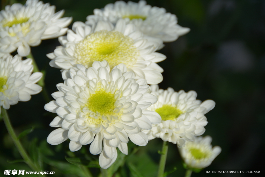 菊花