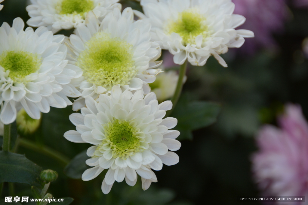 菊花