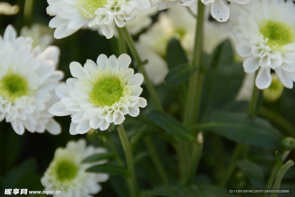 菊花