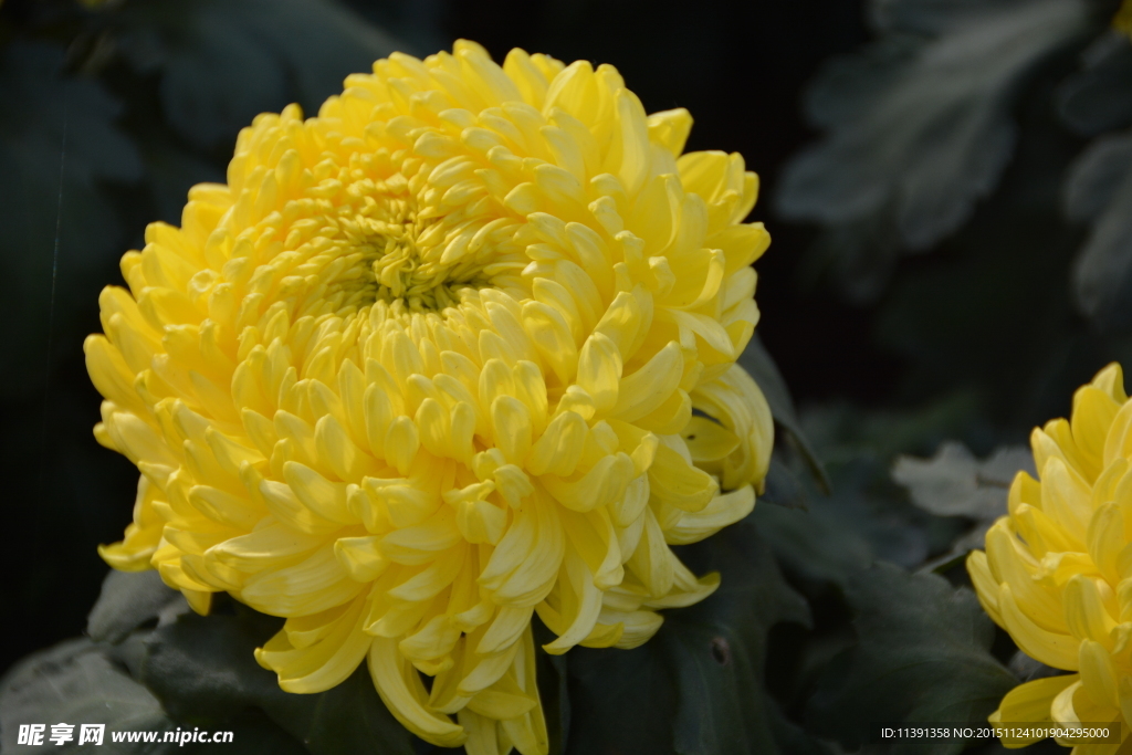 菊花