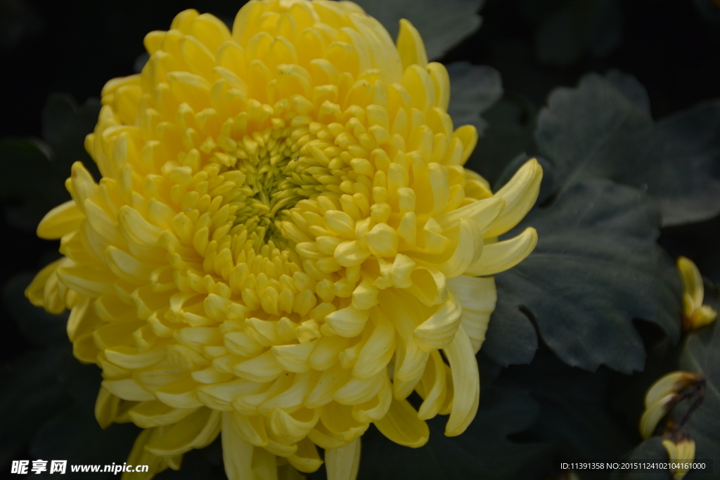 菊花