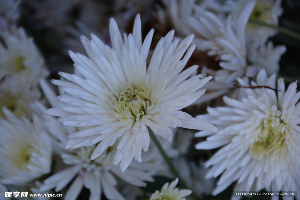 菊花