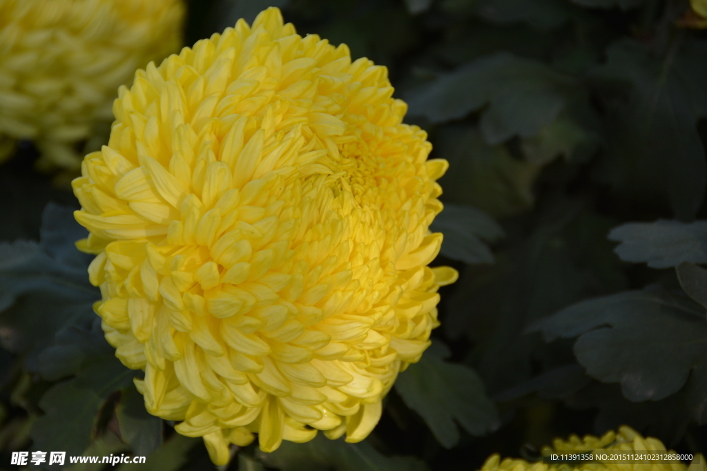 菊花