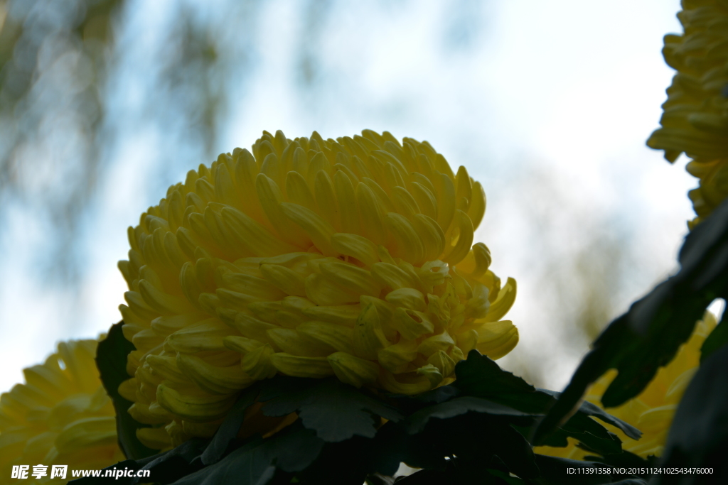 菊花