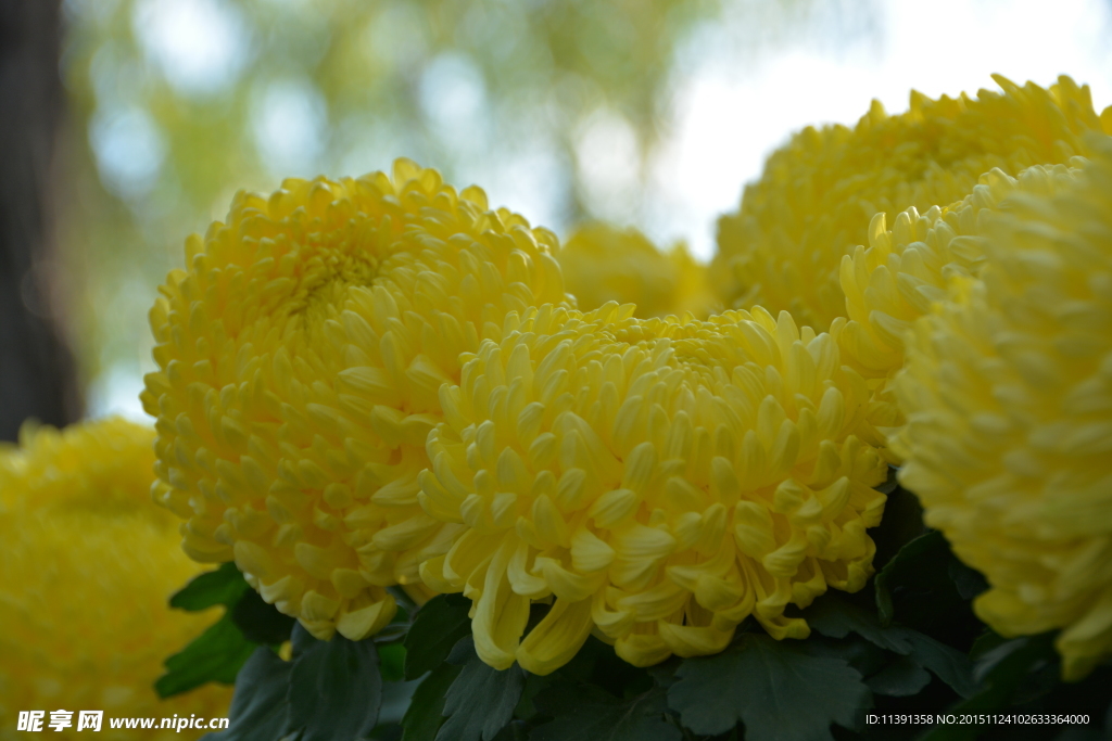 菊花