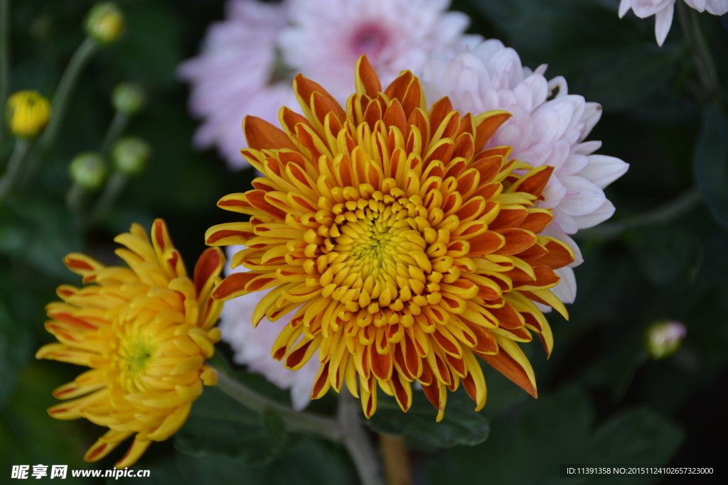 菊花