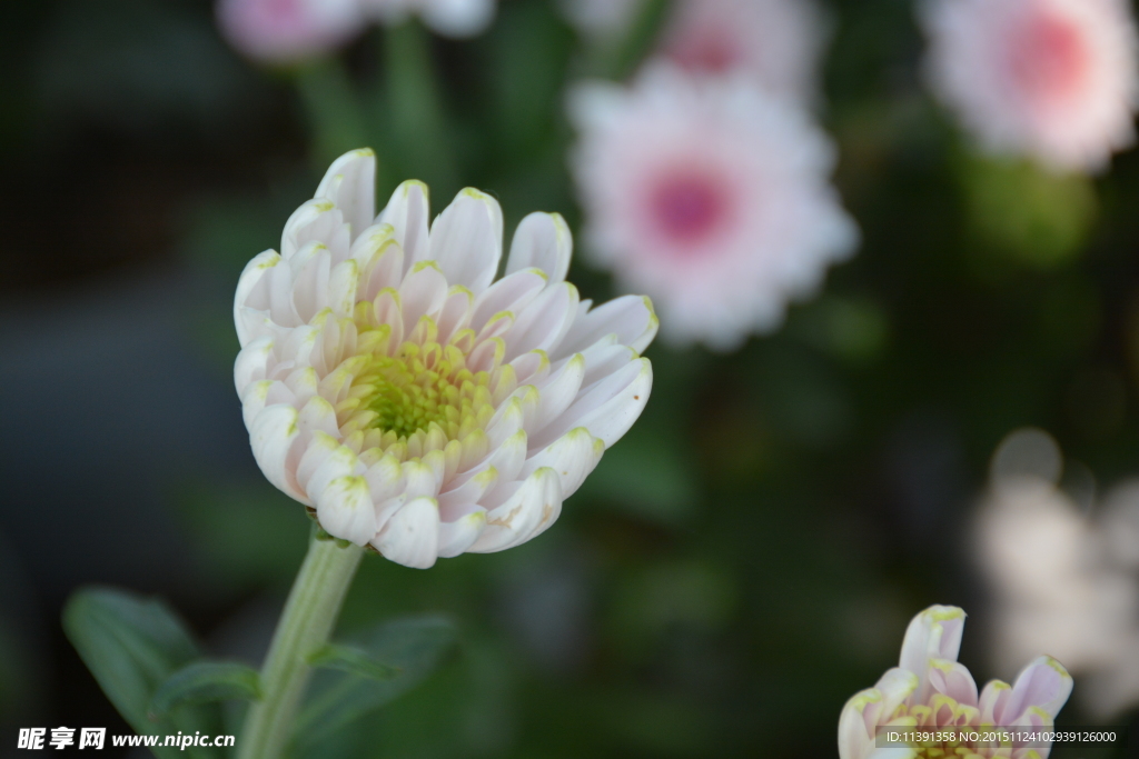 菊花