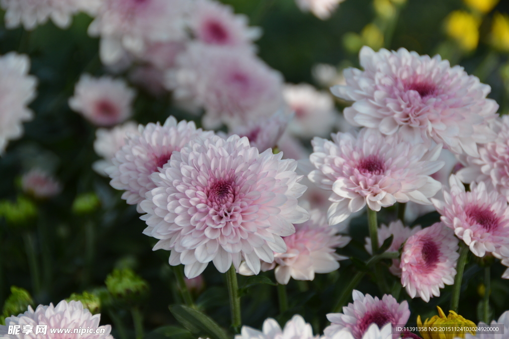 菊花