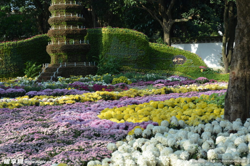 菊花