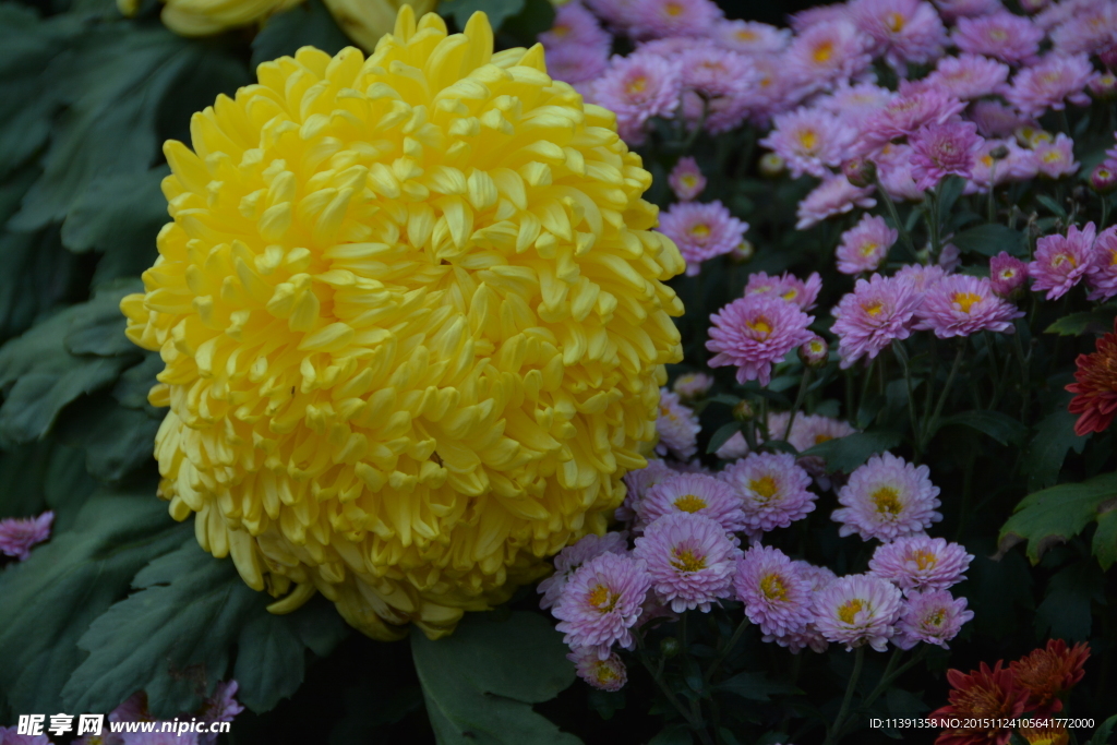 菊花