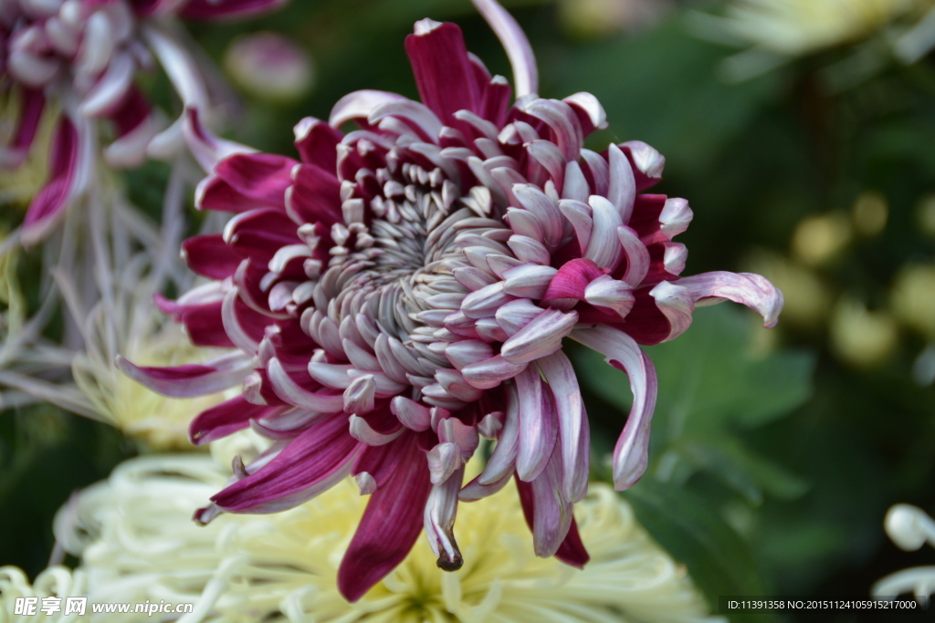 菊花
