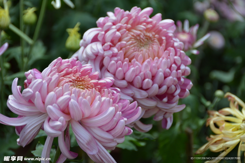 菊花