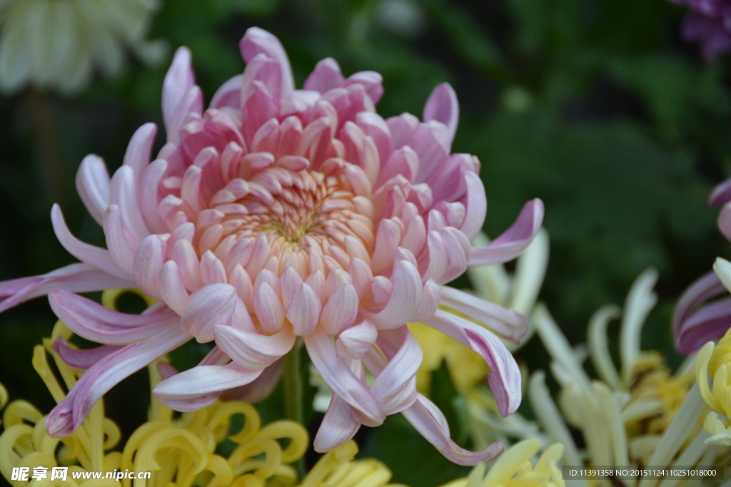 菊花