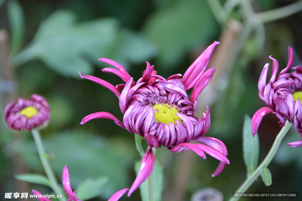 菊花