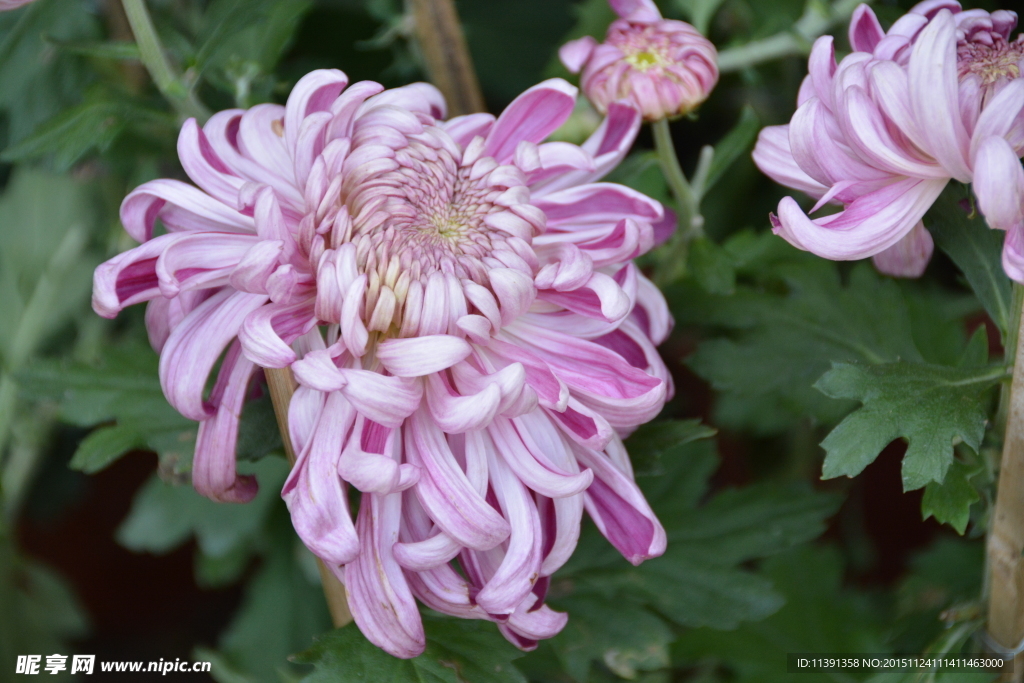 菊花