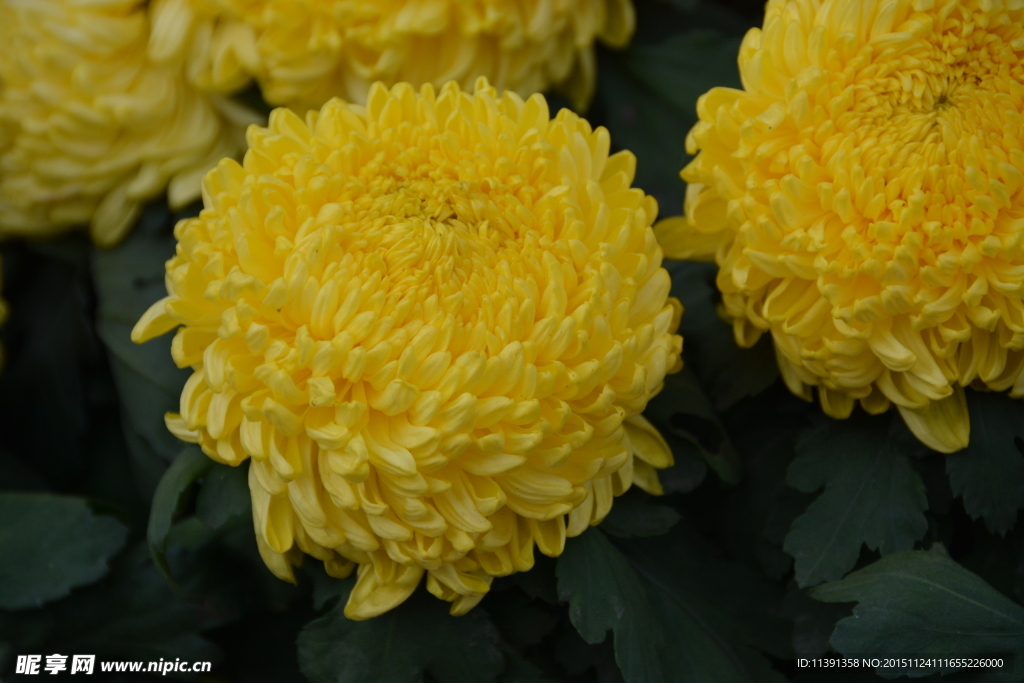 菊花