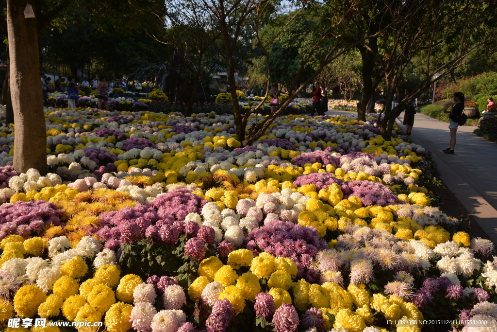 菊花
