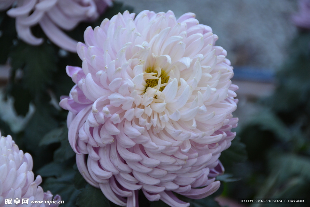 菊花