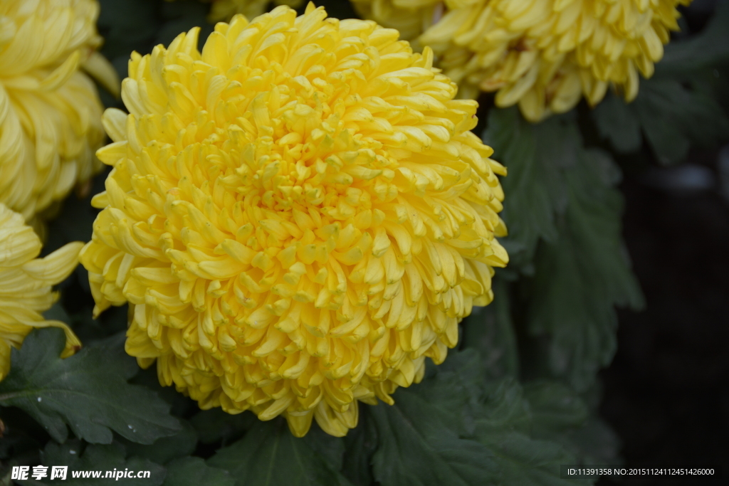 菊花