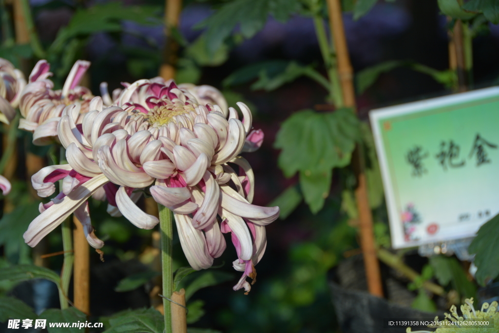 菊花
