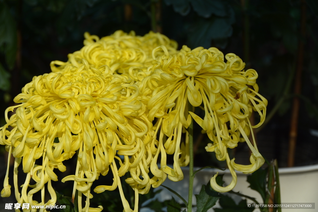 菊花
