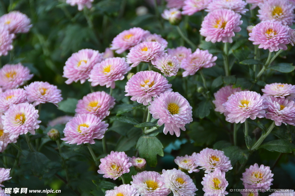 菊花