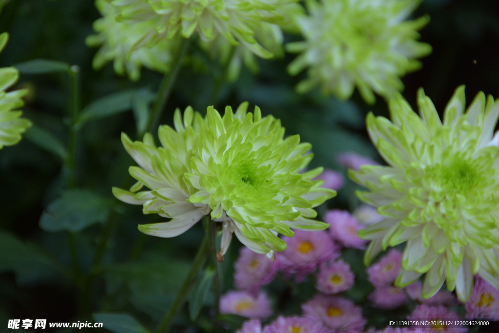 菊花