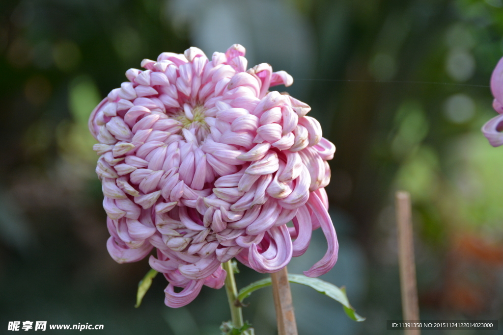 菊花