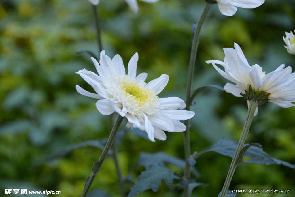 菊花