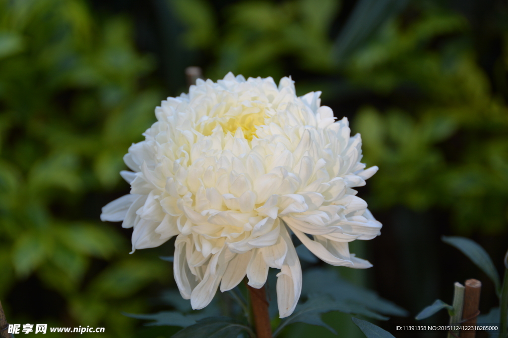 菊花