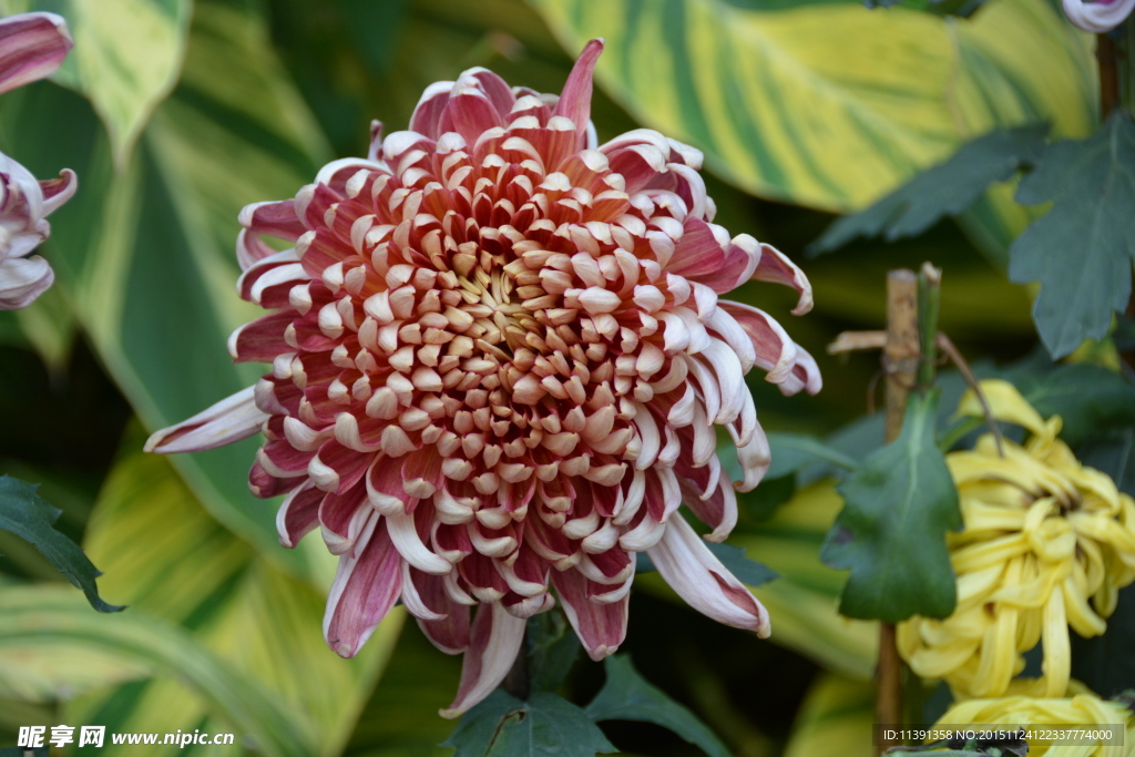 菊花