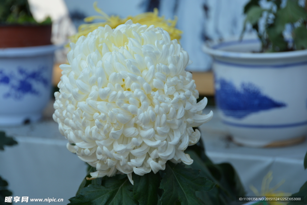 菊花