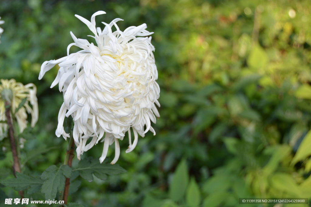 菊花