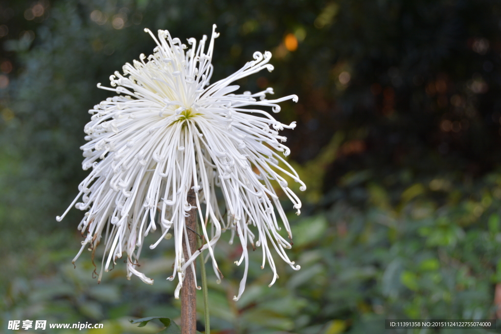 菊花