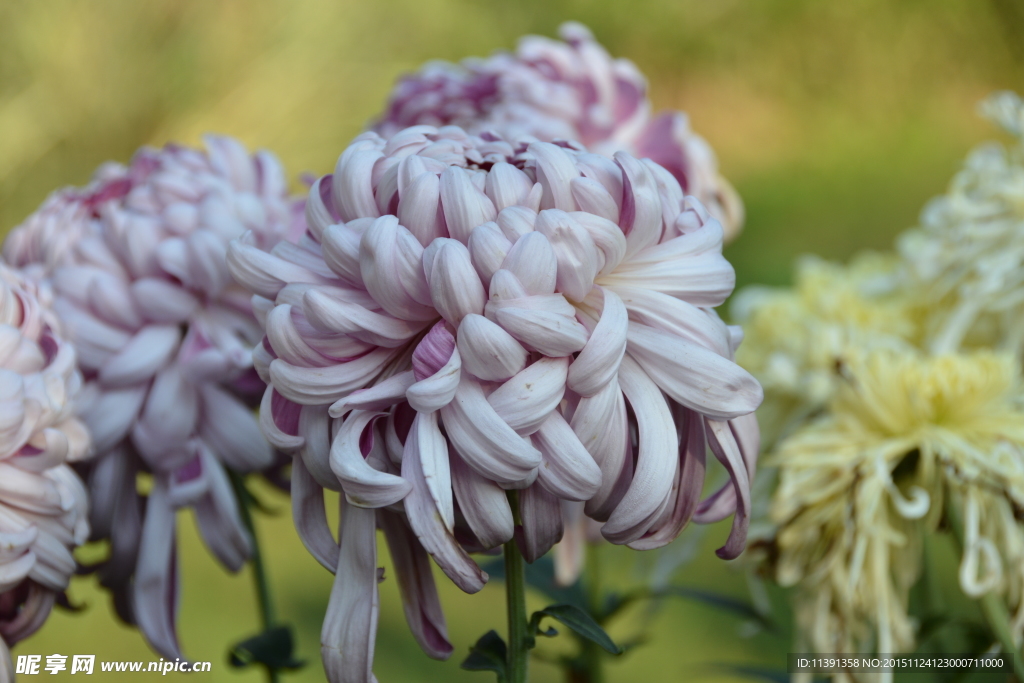 菊花