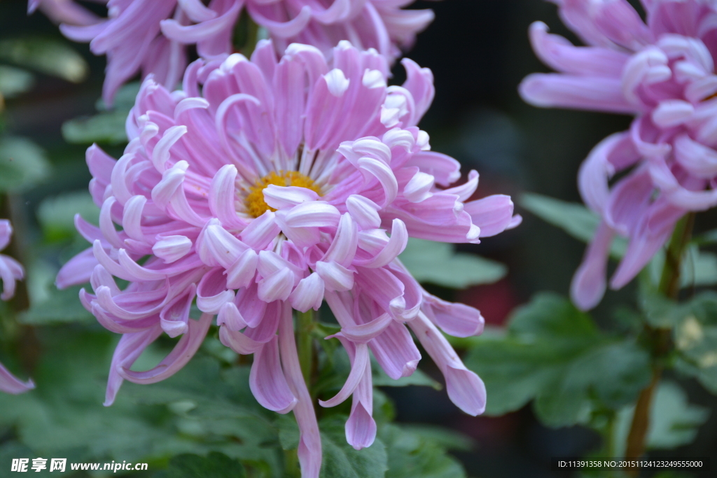 菊花