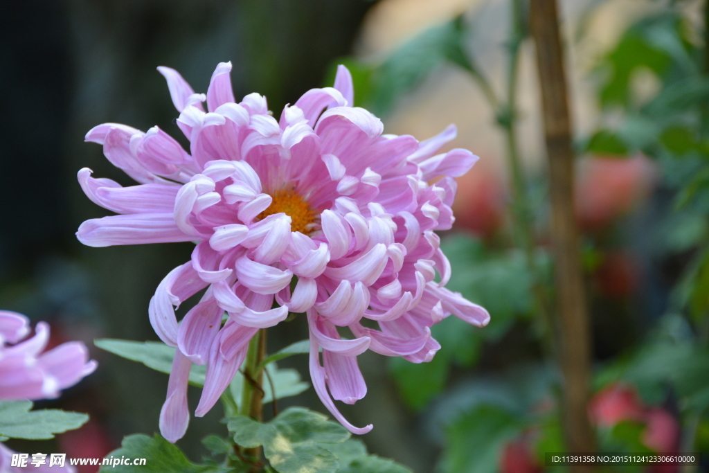 菊花