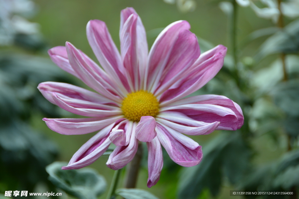 菊花