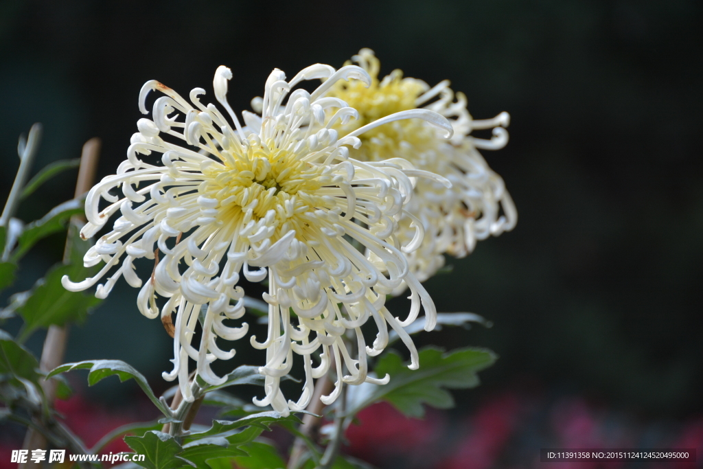 菊花