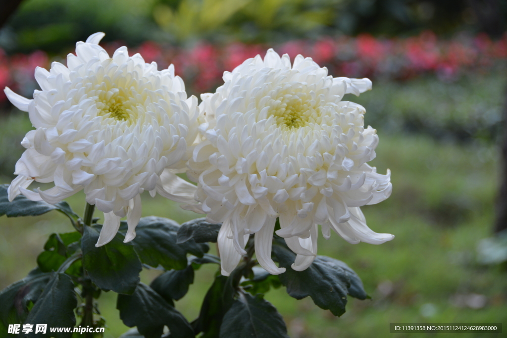 菊花