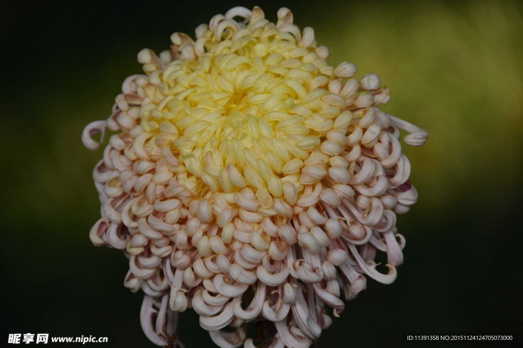 菊花