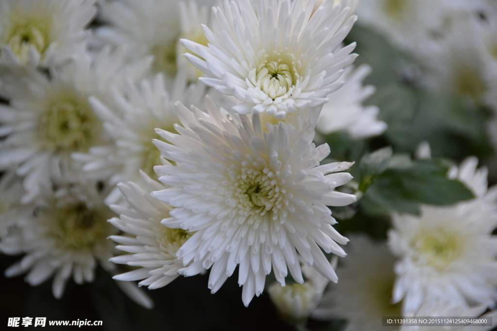 菊花