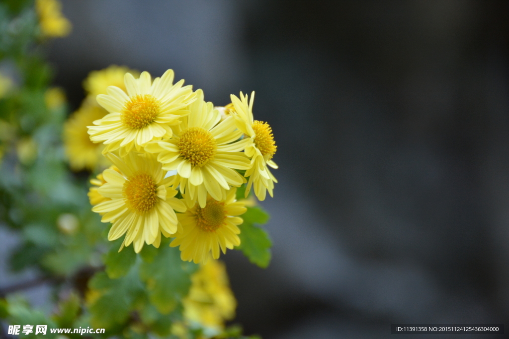 菊花