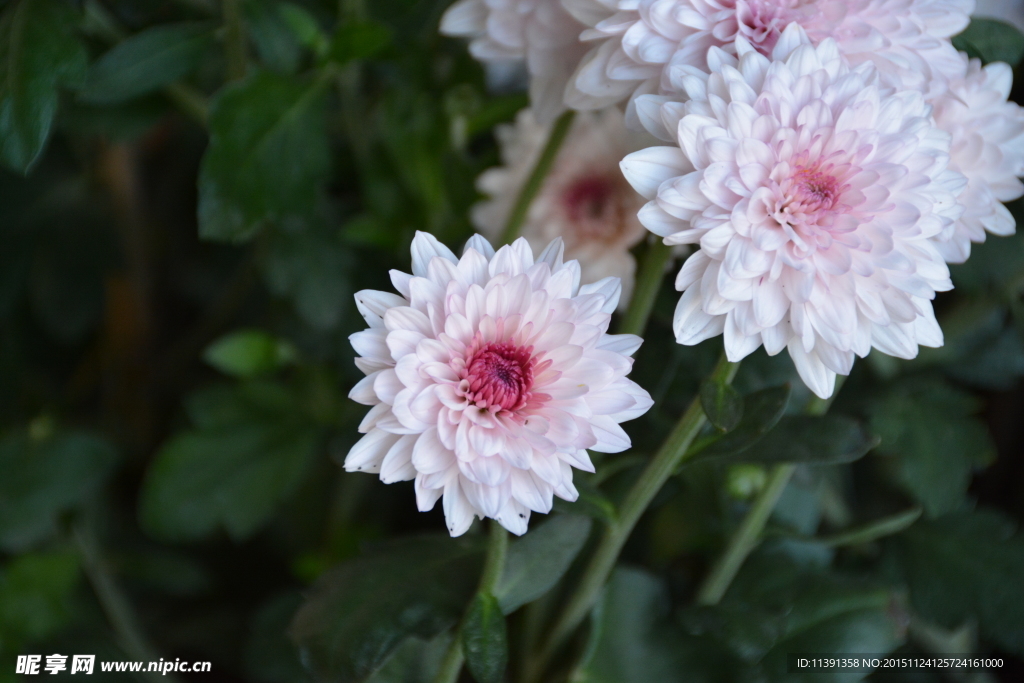 菊花