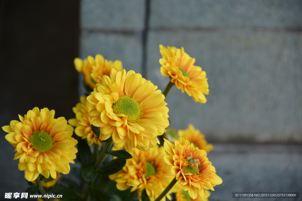 菊花
