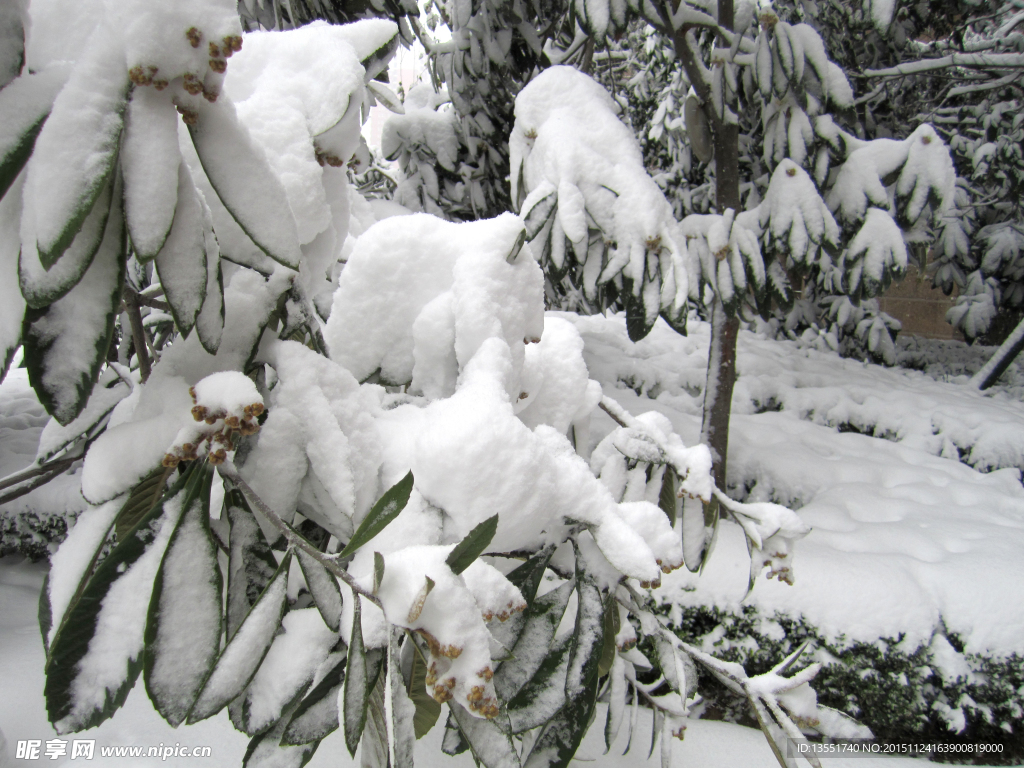 瑞雪