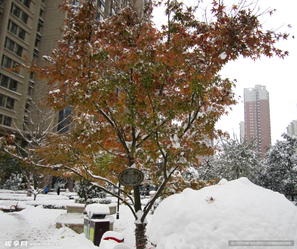 瑞雪