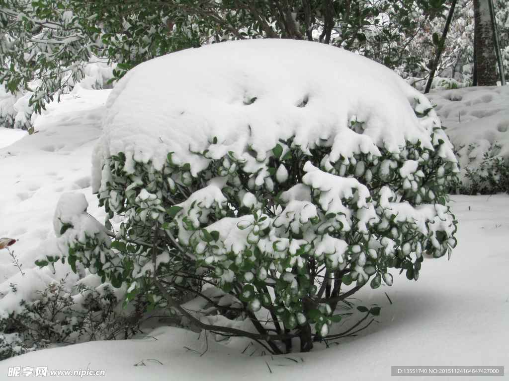 瑞雪