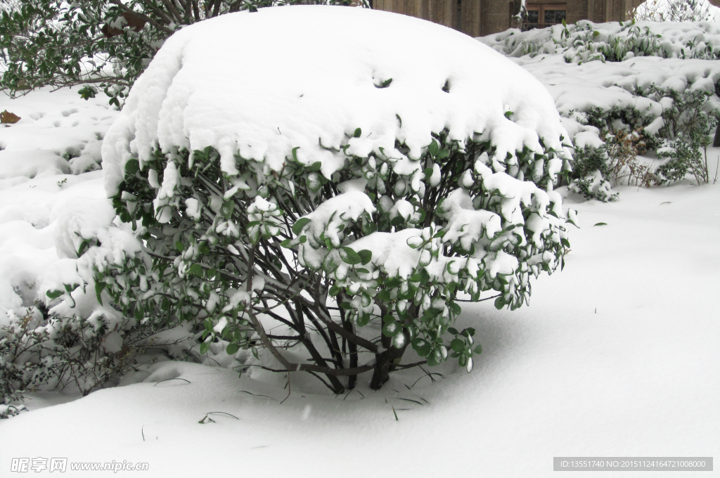 瑞雪